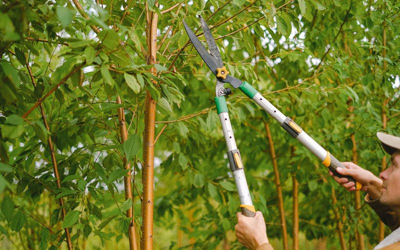 Tree trimming in Midland City, AL